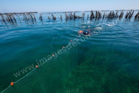 La charfia est une technique de pêche ancestrale pratiquée à Djerba et dans l'archipel des Kerkennah. Des murs de palmes plantées dans le fond marin dessinent un piège en forme de labyrinthe : à marée descendante, les poissons sont entraînés vers des chambres de capture où ils restent prisonniers, vivants, jusqu'à la levée des filets. Ce savoir-faire, transmis de génération en génération, associe la pêche à des rituels collectifs et façonne le paysage lagunaire de l'île. Il a été inscrit en 2020 au patrimoine culturel immatériel de l'humanité par l'Unesco.