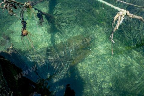 La charfia est une technique de pêche ancestrale pratiquée à Djerba et dans l'archipel des Kerkennah. Des murs de palmes plantées dans le fond marin dessinent un piège en forme de labyrinthe : à marée descendante, les poissons sont entraînés vers des chambres de capture où ils restent prisonniers, vivants, jusqu'à la levée des filets. Ce savoir-faire, transmis de génération en génération, associe la pêche à des rituels collectifs et façonne le paysage lagunaire de l'île. Il a été inscrit en 2020 au patrimoine culturel immatériel de l'humanité par l'Unesco.