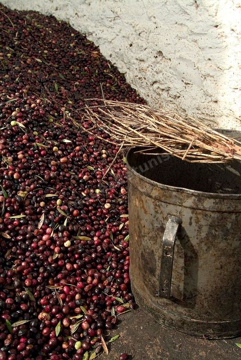 Huilerie traditionnelle - Mellita - Ile de Djerba