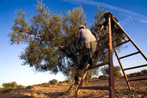 Récolte des olives sur l'île de Djerba