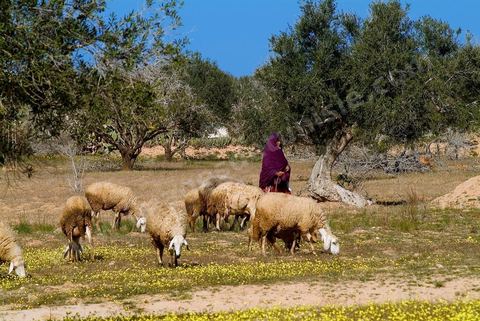 Paysanne avec moutons dans la campagne près de Midoun - Ile de Djerba