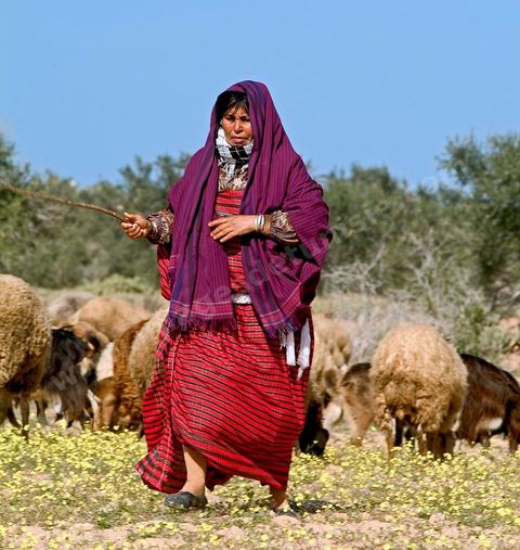 Paysanne avec moutons dans la campagne près de Midoun - Ile de Djerba