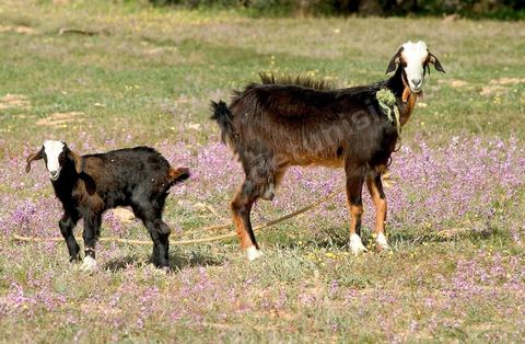 Chèvres dans la campagne près de Midoun - Ile de Djerba