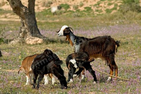 Chèvres dans la campagne près de Midoun - Ile de Djerba