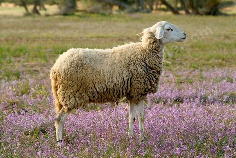 Moutons dans la campagne près de Midoun - Ile de Djerba
