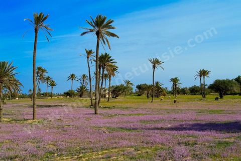 Paysage dans la campagne près de Midoun - Ile de Djerba