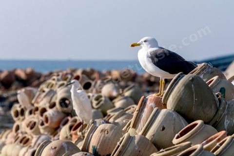 Gargoulettes et mouettes dans le port de pêche de Sfax, la seconde ville du pays et capitale du sud. Grande ville portuaire et industrielle, mais aussi culturelle avec ses remparts, sa medina, ses nombreux monuments historiques et ses musées. 