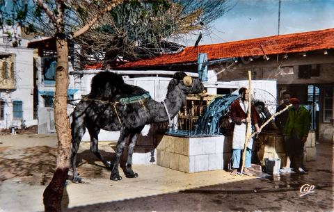 La Marsa - Le chameau du Saf-Saf - Carte postale ancienne Tunisie