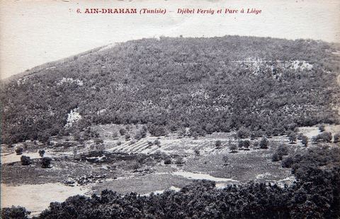 Djebel Fersig et parc à liège près de Aïn Draham en Kroumirie - Carte postale ancienne Tunisie