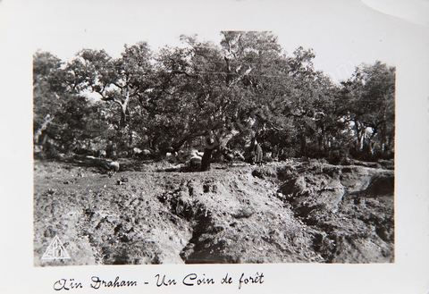 Aïn Draham - Carte postale ancienne Tunisie