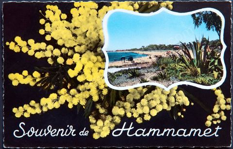 Souvenir de Hammamet, plage et mimosas - Hammamet - Carte postale ancienne Tunisie