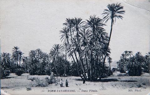Dans l'oasis près de Tataouine - datée de 1916 - Carte postale ancienne Tunisie