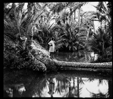 Oasis de Tozeur avec un enfant - Plaque de verre format 8,5x10 cm - photographe inconnu - date env 1850-1860