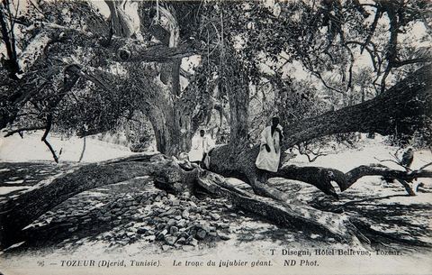 Le tronc du jujubier géant à Tozeur - 1913 - Carte postale ancienne Tunisie