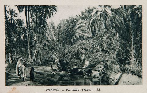 Vue dans l'oasis de Tozeur - 1909 - Carte postale ancienne Tunisie