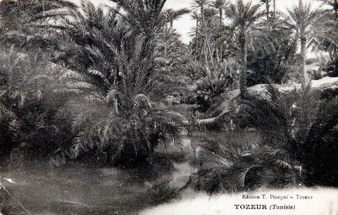 Vue dans l'oasis de Tozeur - 1926 - Carte postale ancienne Tunisie