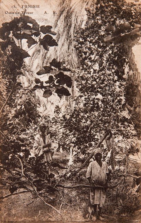 dans les vergers de l'oasis de Tozeur avec enfants et adulte - Carte postale ancienne Tunisie