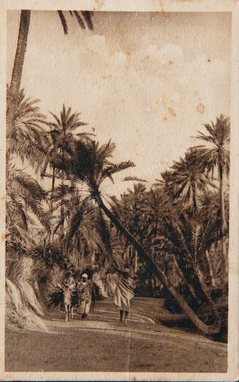 Chemins dans l'oasis de Tozeur - 1930 - Carte postale ancienne Tunisie