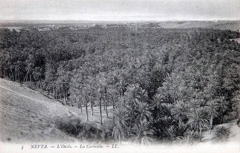 La Corbeille de Nefta - Carte postale ancienne Tunisie