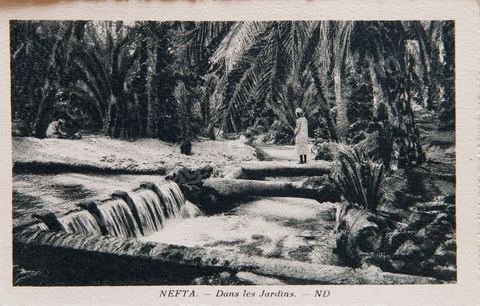 dans les jardins de l'oasis de Nefta - 1929 - Carte postale ancienne Tunisie