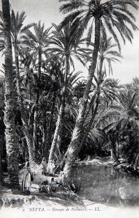 L'oued dans l'oasis de Nefta -1920 - Carte postale ancienne Tunisie