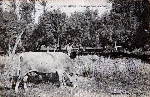 Pâturages dans une oasis à Gafsa - datée 1916 - Carte postale ancienne Tunisie