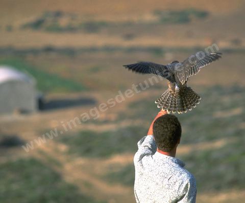 El Haouaria, est une ville située à l'extrémité nord-est du cap Bon, à l'entrée du golfe de Tunis. C'est un refuge de prédilection pour une multitude d'oiseaux migrateurs et un haut lieu de la fauconnerie depuis l'antiquité. L'Association des amis des animaux, créée en 1975, mène un efficace travail de sensibilisation de la population à la protection des oiseaux et plus spécialement des rapaces.