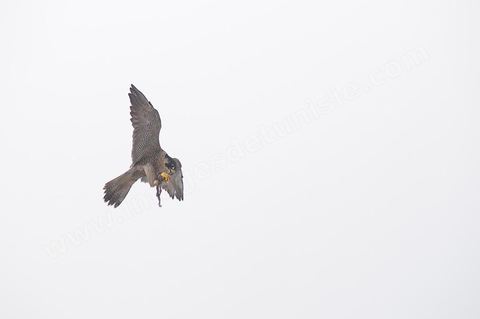 Les faucons à l'association; El Haouaria, est une ville située à l'extrémité nord-est du cap Bon, à l'entrée du golfe de Tunis. C'est un refuge de prédilection pour une multitude d'oiseaux migrateurs et un haut lieu de la fauconnerie depuis l'antiquité. L'Association des amis des animaux, créée en 1975, mène un efficace travail de sensibilisation de la population à la protection des oiseaux et plus spécialement des rapaces.