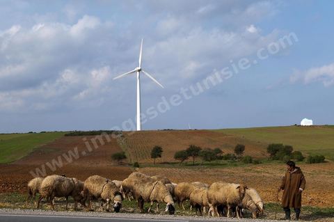 Champ d'éoliennes de la STEG à Sidi Daoud au nord du Cap Bon