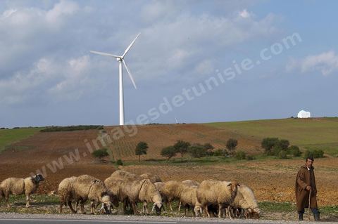 Champ d'éoliennes de la STEG à Sidi Daoud au nord du Cap Bon