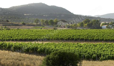 Vendanges dans la région de Grombalia