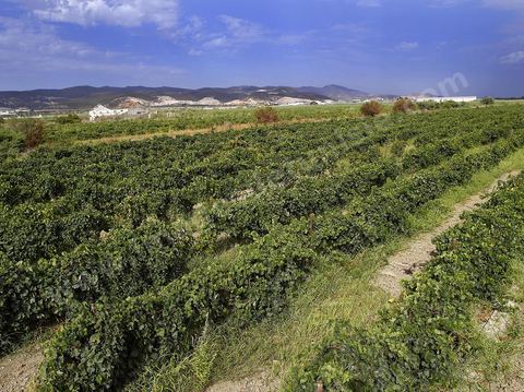 Vendanges dans la région de Grombalia