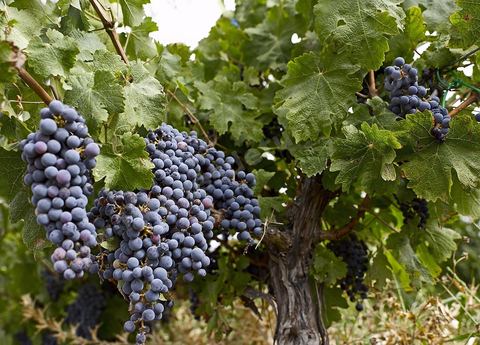 Vendanges dans la région de Grombalia