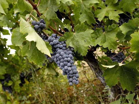 Vendanges dans la région de Grombalia