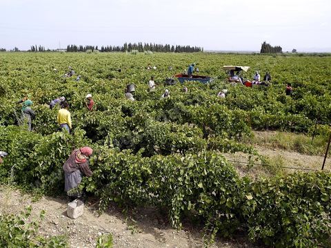 Vendanges dans la région de Grombalia