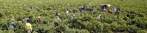 Vendanges dans la région de Grombalia
