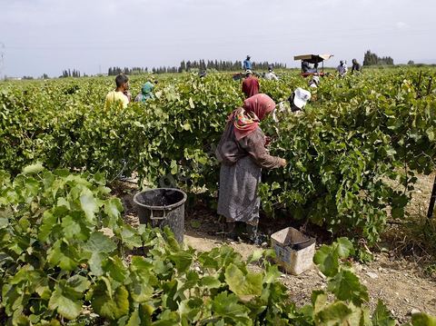 Vendanges dans la région de Grombalia