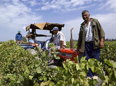 Vendanges dans la région de Grombalia