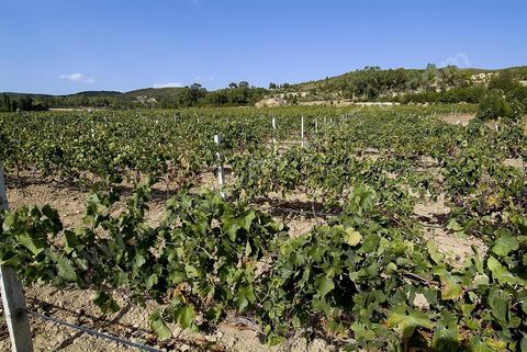 Vendanges dans la région de Grombalia