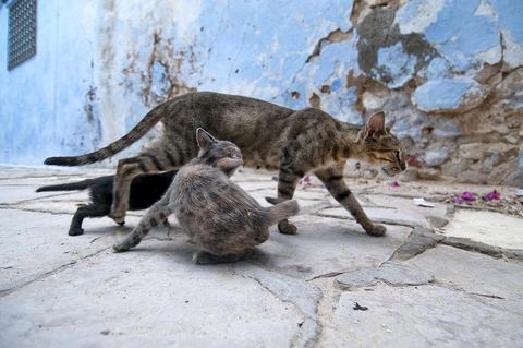 Chats dans la medina de Hammamet
