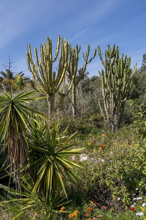 Jardin botannique au village Ken