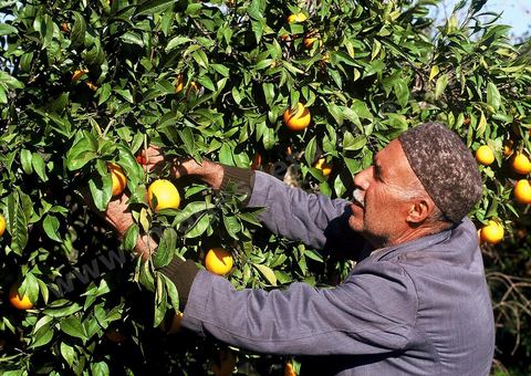 Cueillette des oranges au cap bon