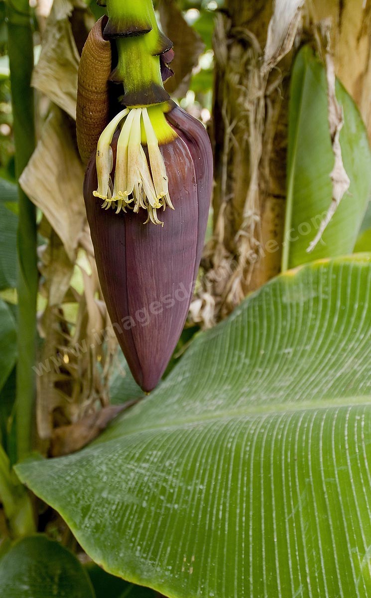 C10-55