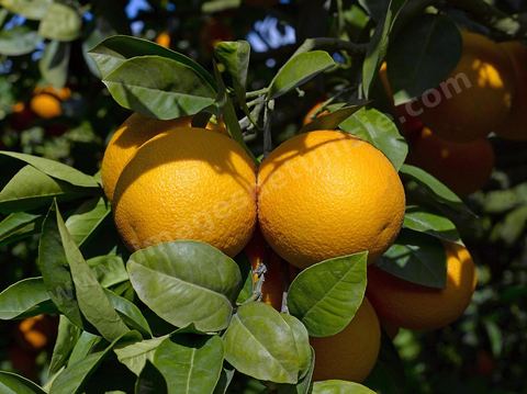 Cueillette des oranges dans les orangeraies du Cap Bon près de Turki