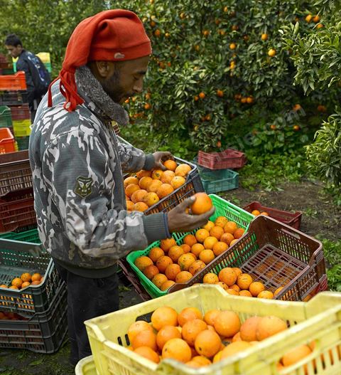 Cueillette des oranges dans les orangeraies du Cap Bon près de Turki