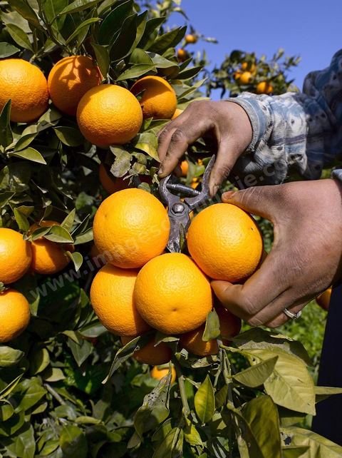 Cueillette des oranges dans les orangeraies du Cap Bon près de Turki