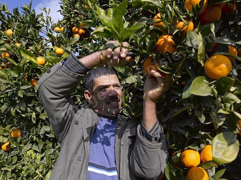 Cueillette des oranges dans les orangeraies du Cap Bon près de Turki