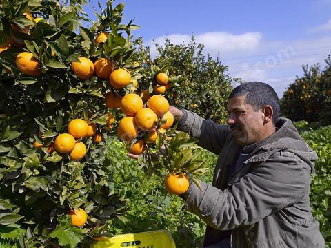 Cueillette des oranges dans les orangeraies du Cap Bon près de Turki