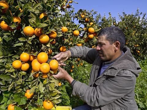 Cueillette des oranges dans les orangeraies du Cap Bon près de Turki