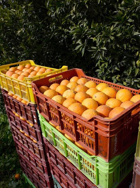 Cueillette des oranges dans les orangeraies du Cap Bon près de Turki